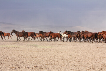 Fototapeta premium a plain with beautiful horses in sunny summer day in Turkey. Herd of thoroughbred horses. Horse herd run fast in desert dust against dramatic sunset sky. wild horses 