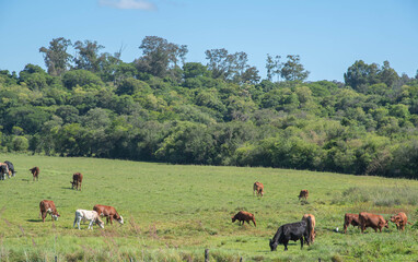 Farm animals feeding in fields in the state of Rio Grande do Sul in Brazil.