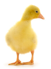 Fototapeta premium One little gosling.