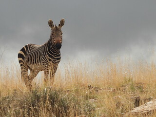 Zebra on the ridge