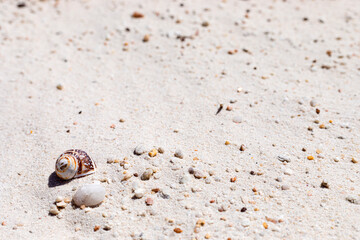 macro close-up of small pebbles and seashell on beach sand