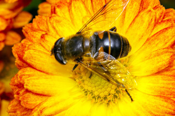 the bee collects pollen sitting on a flower