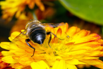the bee collects pollen sitting on a flower
