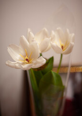 bouquet of white tulips