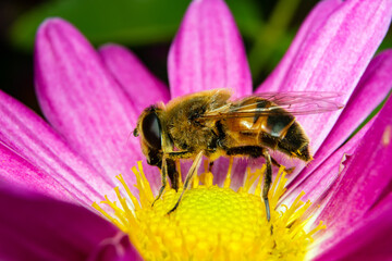 the bee collects pollen sitting on a flower