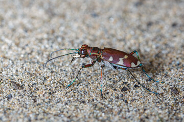 Tiger beetle closeup