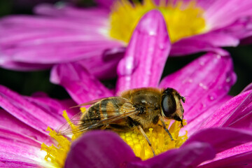 the bee collects pollen sitting on a flower