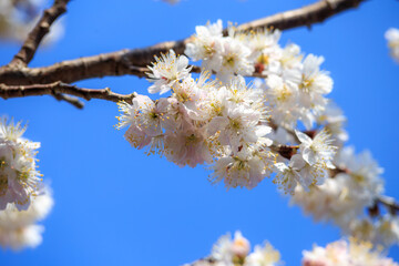桜の花　春のイメージ