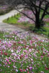 花菖蒲園　長崎県大村市大村公園