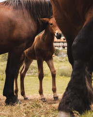 Naklejka na ściany i meble Beautiful brown foal surrounded by other horses.