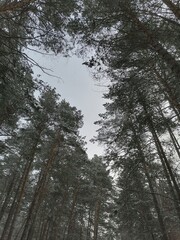 
winter sky in the forest