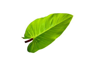 Obraz premium Croton leaf,Green Oxygenated leaves isolated on white background.