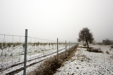 Almond tree yard and garden during snowfall, winter landscape