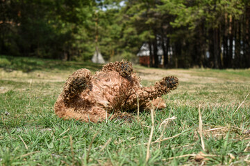 Dog Cocker Spaniel rests on grass