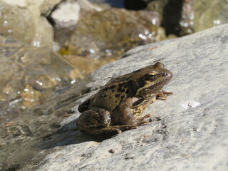 Grenouille et rivière