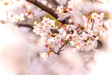 桜の花　春のイメージ