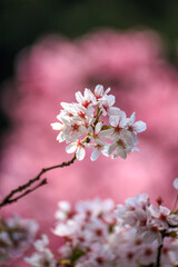 桜の花　春のイメージ