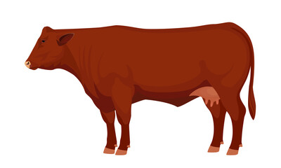 Farm animal - Cow. Santa Gertrude - The Best Beef Cattle Breeds. Vector Illustration.