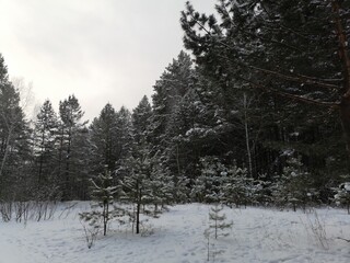 snow covered trees in winter
