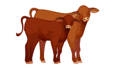 Farm animal - Calf. Santa Gertrude - The Best Beef Cattle Breeds. Vector Illustration.