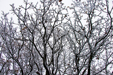 Forest and wild during snowfall, snow on the branch, snowy trees landscape