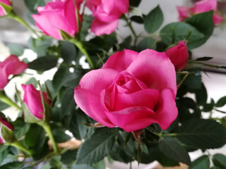 Pink roses in a pot on a balcony