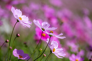 Fototapeta premium コスモス畑 秋のイメージ