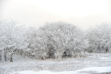 Snowy tree in the field.