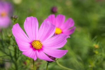 コスモス畑　秋のイメージ