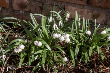 Spring Snowflake (Leucojum vernum) in garden