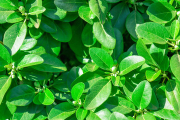 green leaves background