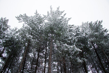 Fototapeta premium Pine trees forest and wild during snowfall, snow on the branch, snowy pine trees landscape