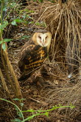 Fototapeta premium The eastern grass owl (Tyto longimembris), also known as Chinese grass owl or Australian grass owl seen in New South Wales
