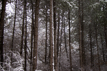 Pine trees forest and wild during snowfall, snow on the branch, snowy pine trees landscape
