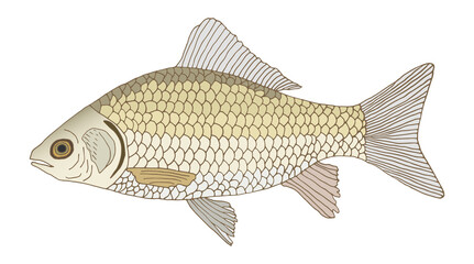 Crucian carp hand drawn colorful. Color fish, isolated on white background, design element. Vector illustration.