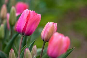 チューリップの花　春のイメージ