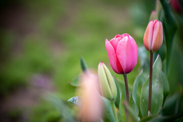 Fototapeta premium チューリップの花 春のイメージ