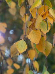 Obraz premium autumn leaves on a birch tree
