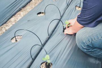 hand growing planting melon plant seedling sprout