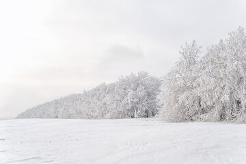 Snowy tree in the field.