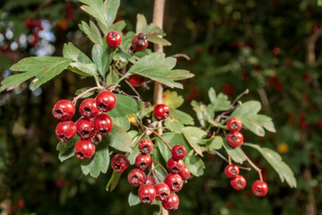 Hawthorn (Crataegus sp.) in park