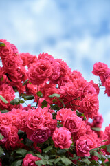 Fototapeta premium バラの花