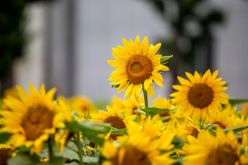 ひまわりの花　夏のイメージ