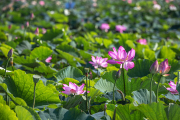 蓮の花　初夏イメージ
