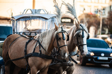 Horses are drawn in a carriage to entertain tourists in the old town