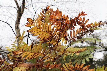 Autumn Fern Leaves