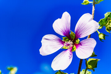 Pink flower against blue sky