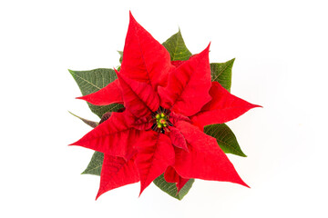 Top view of a Christmas red poinsettia flower isolated on white background