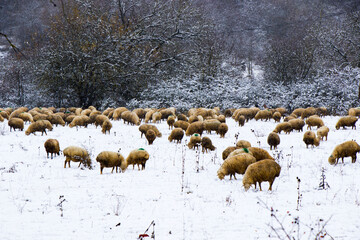 A flock of sheep and lambs during snowfall, winter landscape and sheep in Georgia