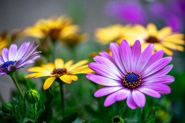 Fototapeta premium デイジーの花 春のイメージ